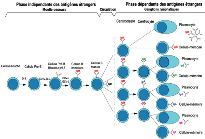 Figure  6 :  Schéma  de  l’ontogénie  lymphocytaire  B  (International  Immunogenetics  Information System ® http://www.imgt.org/)