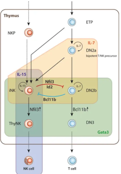 Figure  8 :  Développement  des  lymphocytes  T  et  NKT  depuis  un  progéniteur  commun (Klein Wolterink et al., 2010)