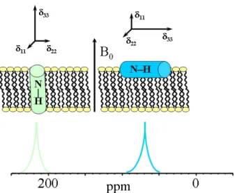 Figure 12 : 15 N NMR of oriented α-helical peptides, showing the alignment of the 15 N– 2 H vector