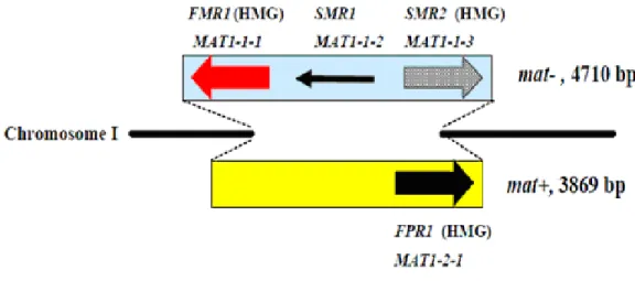 Figure 4: Structure génétique des idiomorphes mat- et mat+ de P. anserina. 