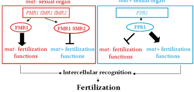 Figure 5 : Régulation de la fécondation par FPR1, FMR1 et SMR2. L’activation est représentée par une flèche, la  répression est représentée par une barre (Turgeon and Debuchy 2007)