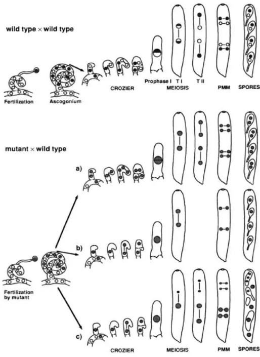 Figure  7:  Comparaison  entre  le  croisement  sauvage  et  les  croisements  mutant  x  sauvage  à  partir  du  stade  de  fécondation  jusqu’à  la  formation  des  spores