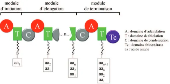 Figure  5 :  Structure  modulaire  des  NRPS  avec  les  domaines  de  base  pour  l’initiation,  l’élongation et la terminaison (adapté de Strieker et al., 2010)