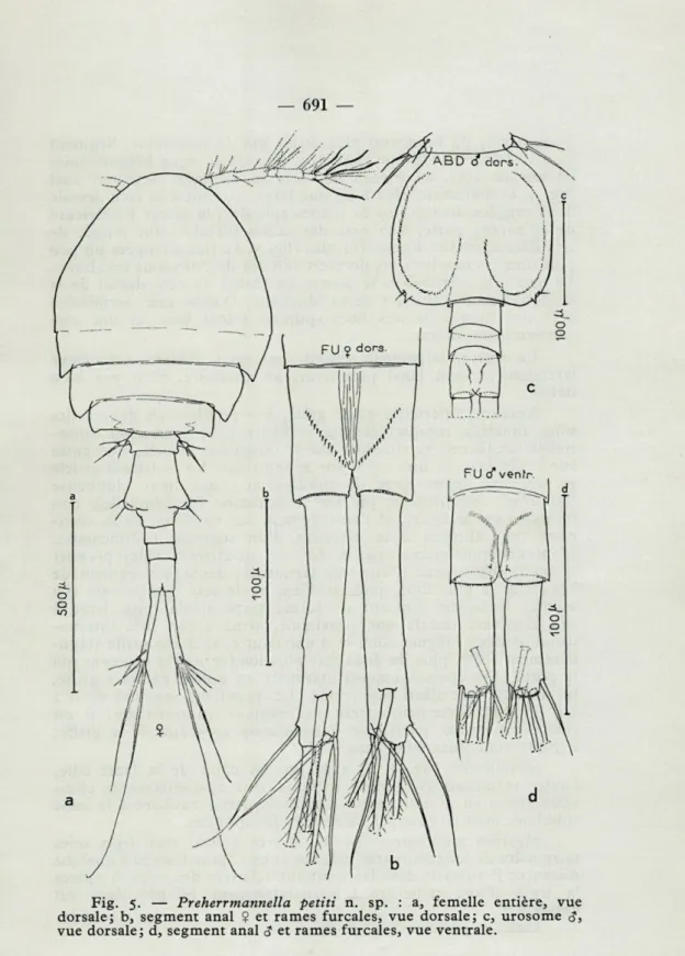 Fig-  5-  —  Preherrmannella  petiti  n.  sp.  :  a,  femelle  entière,  vue  dorsale;  b,  segment  anal  $  et  rames  furcales,  vue  dorsale;  c,  urosome  &lt;?,  vue  dorsale;  d,  segment  anal  &lt;?  et rames furcales,  vue  ventrale