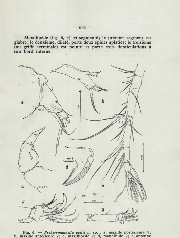 Fig.  6.  —   Preherrmannella  petiti  n.  sp.  :  a,  maxille  postérieure  Ç; 