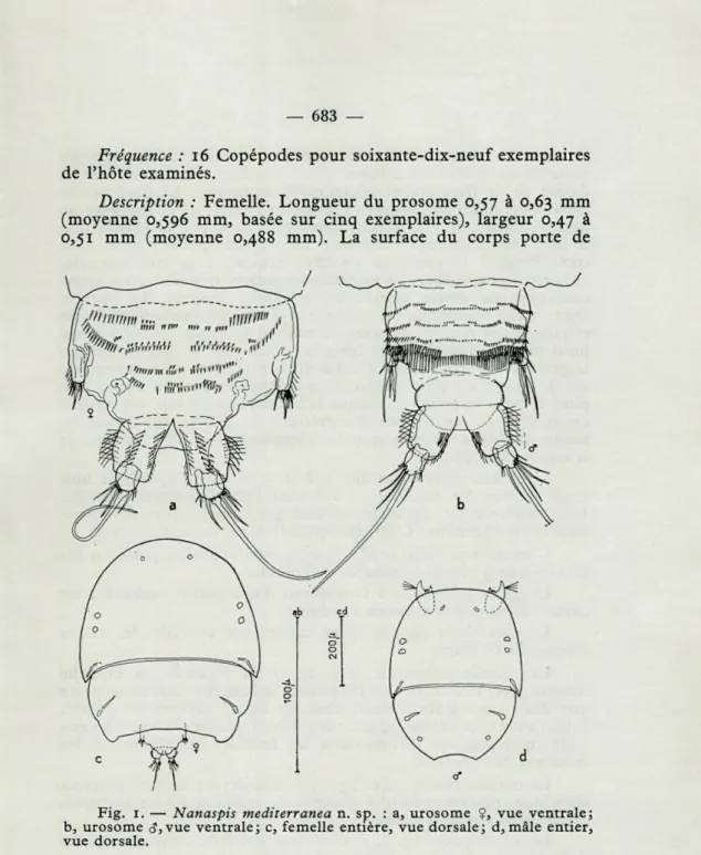 Fig.  1.   —   Nanaspis  mediterranea  n.  sp.  :  a,  urosome  ?,  vue  ventrale; 
