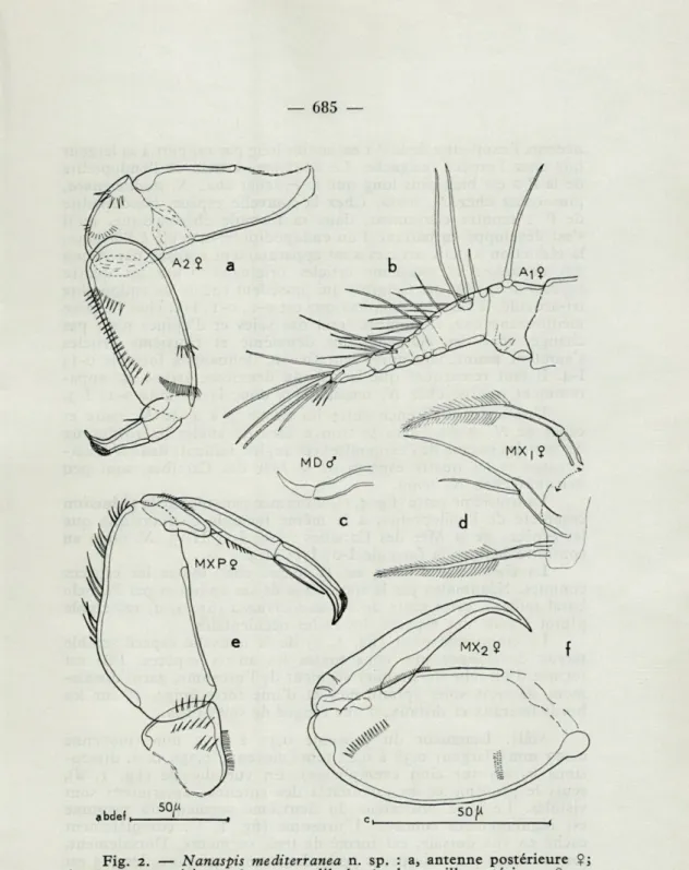 Fig.   2.   —   Nanaspis  mediterranea  n.  sp.  :  a,  antenne  postérieure  Ç; 