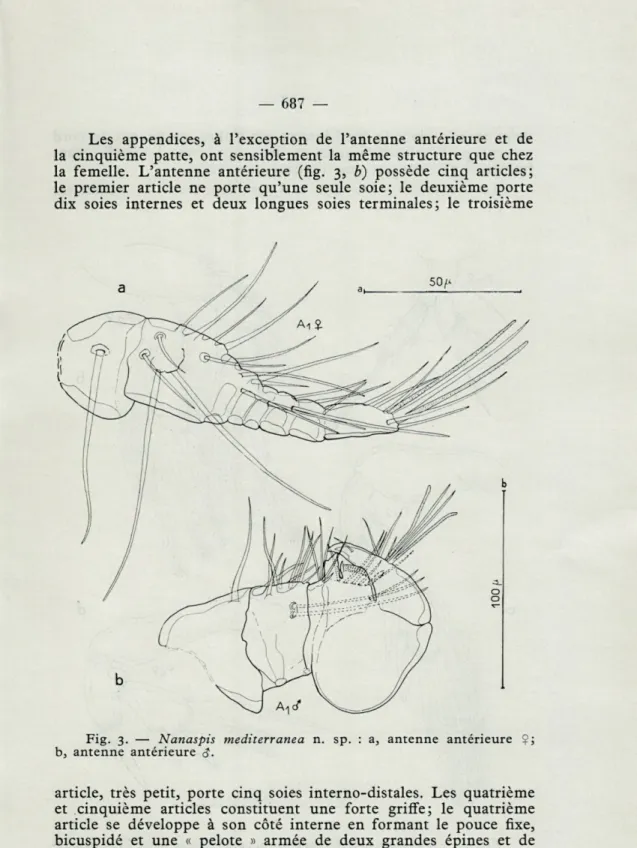 Fig.  3.   —   Nanaspis  mediterranea  n.  sp.  :  a,  antenne  antérieure  Çj  b,  antenne  antérieure  &lt;J