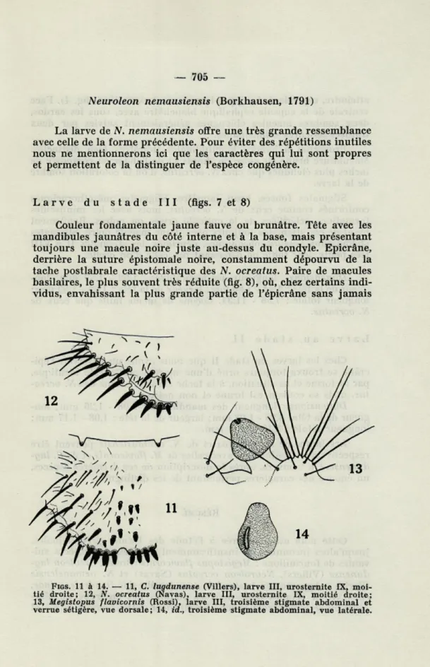 FIGS .  11  à  14.  —  11,  C.  lugdunense  (Villers),  larve  III,  urosternite  IX,  moi- moi-tié  droite;  12,  N