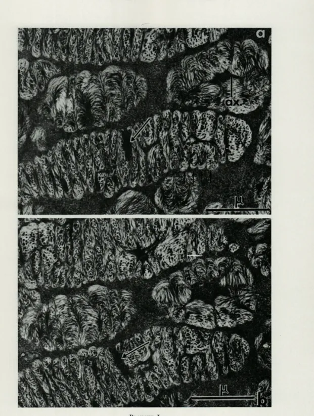 Fig.  a  et  b.  —  Coupes  ultrafines  sériées  d'un  noyau  de  Prorocentrum  micans  E