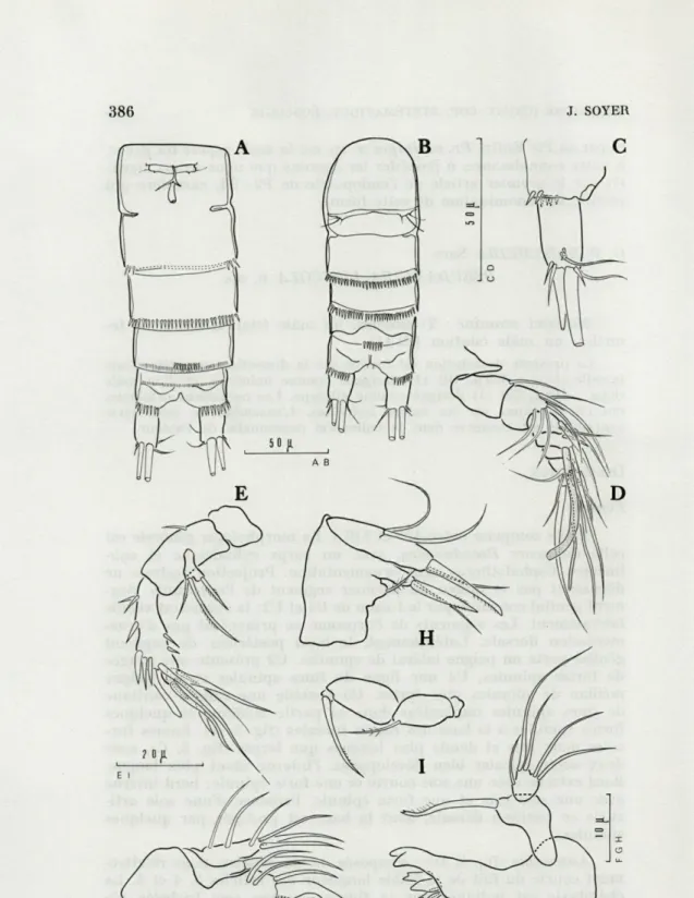 FIG.   3.   —   Ps.  limicola  n.sp. A   :  urosome  9  (vue  ventrale). B   :  urosome  3  (vue  ventrale)