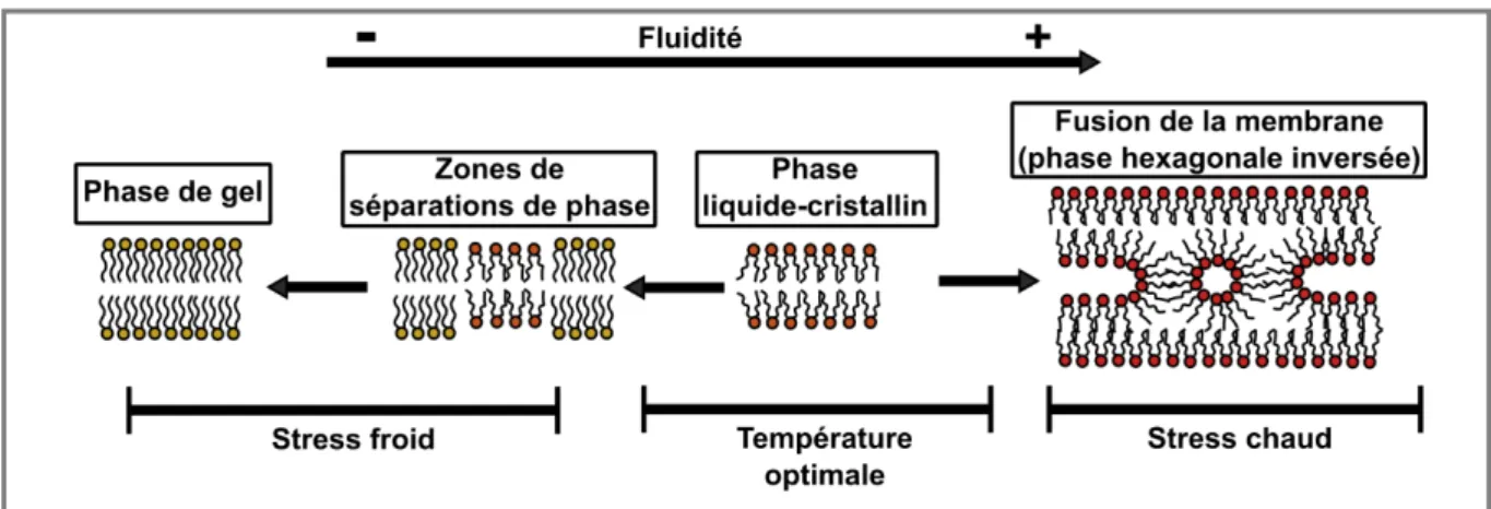Figure 6 : Représentation des trois phases de fluidité de la bicouche phospholipidique