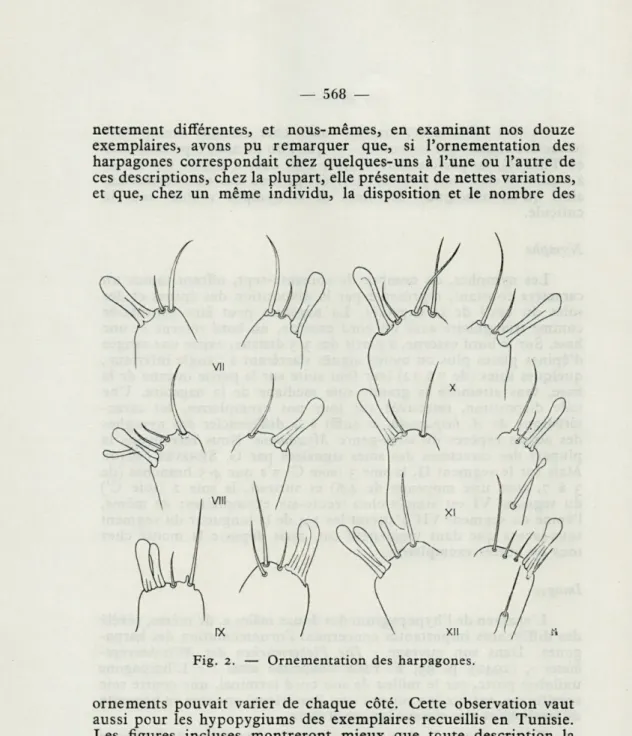 Fig.  2.  —  Ornementation  des  harpagones. 