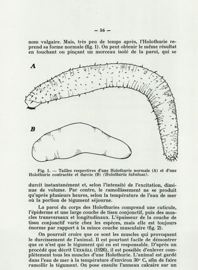 Fig.  1.  —  Tailles  respectives  d'une  Holothurie  normale  (A)  et  d'une  Holothurie  contractée  et  durcie  (B)  (Holothuria  tubulosa)