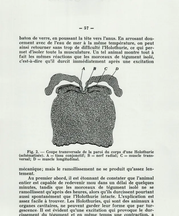 Fig.  2.  —  Coupe  transversale  de  la  paroi  du  corps  d'une  Holothurie  (schématisée)