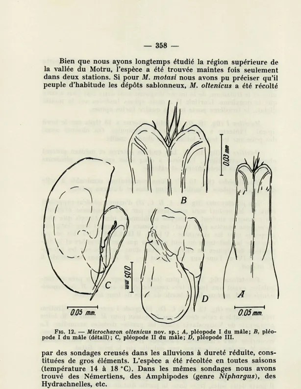 FIG.   12.   —   Microcharon  oltenicus  nov.  sp.;  A,  pléopode   I   du  mâle;  B,  pléo- pléo-pode   I   du  mâle  (détail)  ;  C,  pléopode   II   du  mâle  ;  D,  pléopode   III