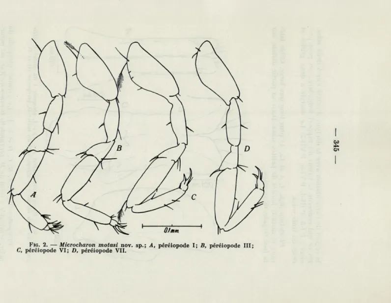 FIG.   2.  —  Microcharon  motasi  nov.  sp.;  A,  péréiopode  I;  B,  péréiopode  III; 
