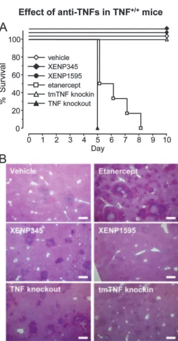 FIGURE 7. Selective inhibition of solTNF by DN-TNFs does not in- in-crease mortality of TNF 1/1 mice after Listeria challenge