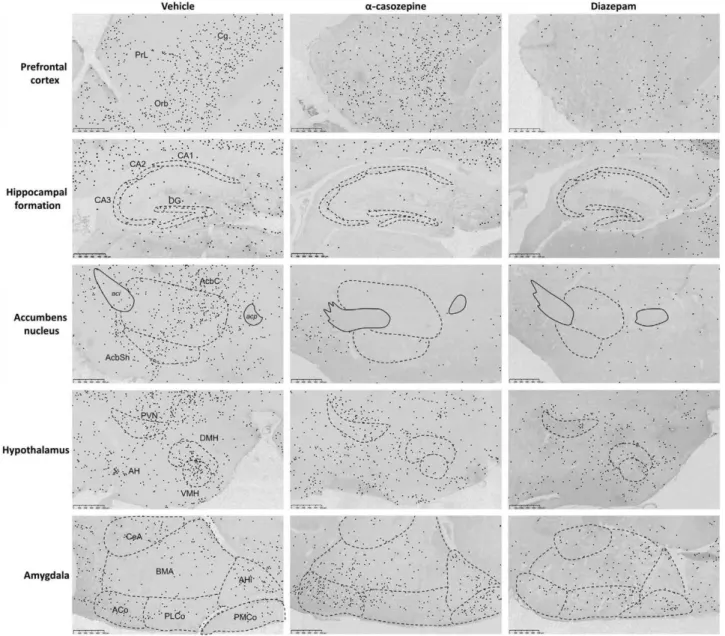 Fig. 5.  Photomicrographs illustrating the ef fect of  the vehicle, C&lt;-CZP (1 mg/kg