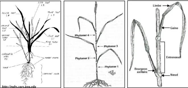 Figure 6 : Anatomie du blé. A : description des différents axes feuillés. B : définition des phytomères du blé