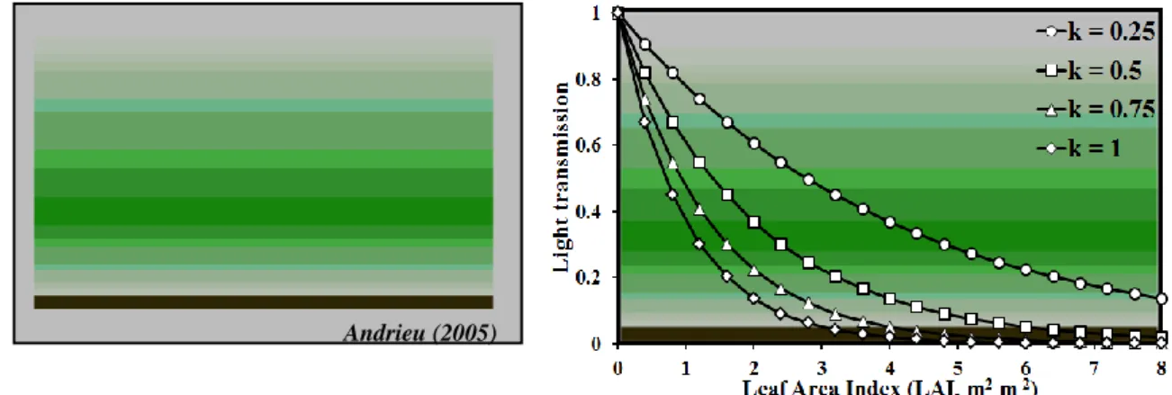 Figure 10 : Gauche : l’approche turbid medium permet de représenter la canopée comme un milieu turbide  homogène