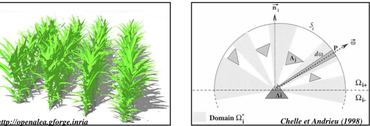 Figure 11 : L’approche plante virtuelle permet de décrire explicitement l’architecture de chaque individu du  couvert (gauche) et de calculer leur interception en utilisant notamment des modèles de radiosité (droite)