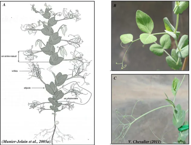 Figure 8 : Anatomie du pois. A : Anatomie d’une variété afila et description d’un phytomère