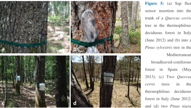 Figure  5:  (a)  Sap  flux  sensor  insertion  into  the  trunk  of  a  Quercus  cerris  tree  in  the  thermophilous  deciduous  forest  in  Italy  (June  2012)  and  (b)  into  a  Pinus  sylvestris  tree  in  the  Mediterranean  broadleaved-coniferous  f