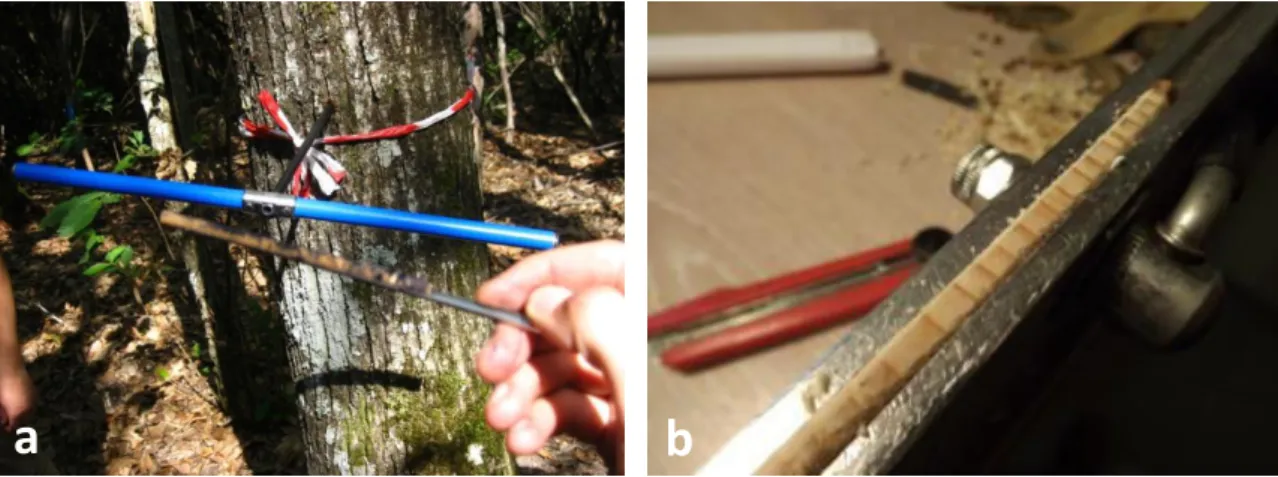 Figure 7:  (a) Extraction of  a  wood  core  from  a  Castanea  sativa  tree  in  the  thermophilous  deciduous  forest  in  Italy and (b) the wood core from a Pinus sylvestris tree from the boreal forest in Finland after being filed with a  scalpel for tr
