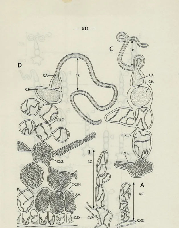 FIG.   7.   —   Neurocaulon  grandifolium  Rod.;  A  et   B,   jeunes  rameaux  carpo- carpo-goniaux;  C  et  D,  rameaux  carpogoniaux  mûrs
