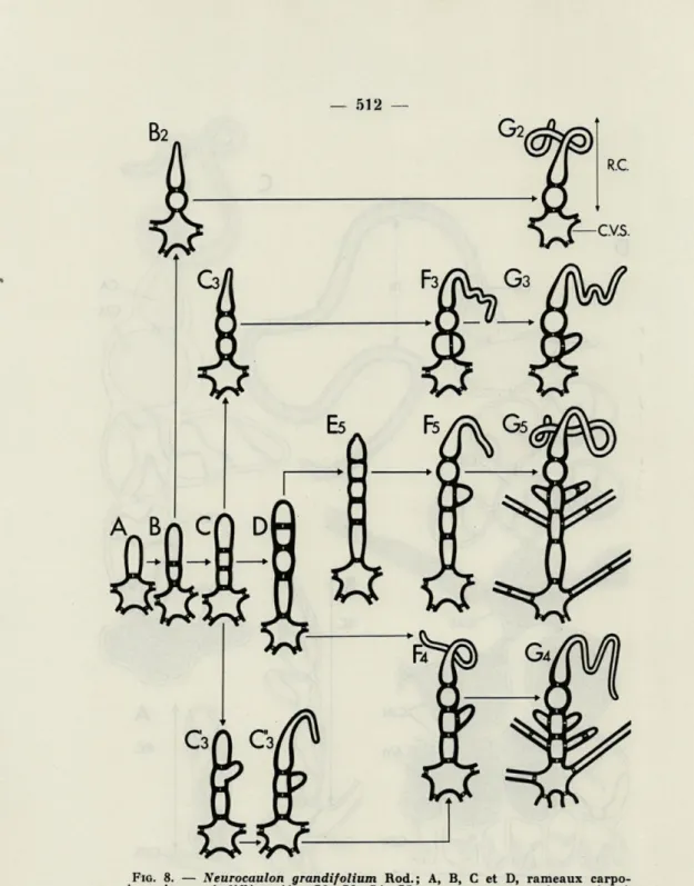 FIG.  8.  —   Neurocaulon  grandifolium  Rod.;   A,  B,  C   et   D,   rameaux  carpo- carpo-goniaux  jeunes  indifférenciés;   G2,  G3,  G4,  G5,   rameaux  carpogoniaux  mûrs  à  deux,  trois,  quatre  cinq  cellules;   A,  B,  B2,  G2,   évolution  du  