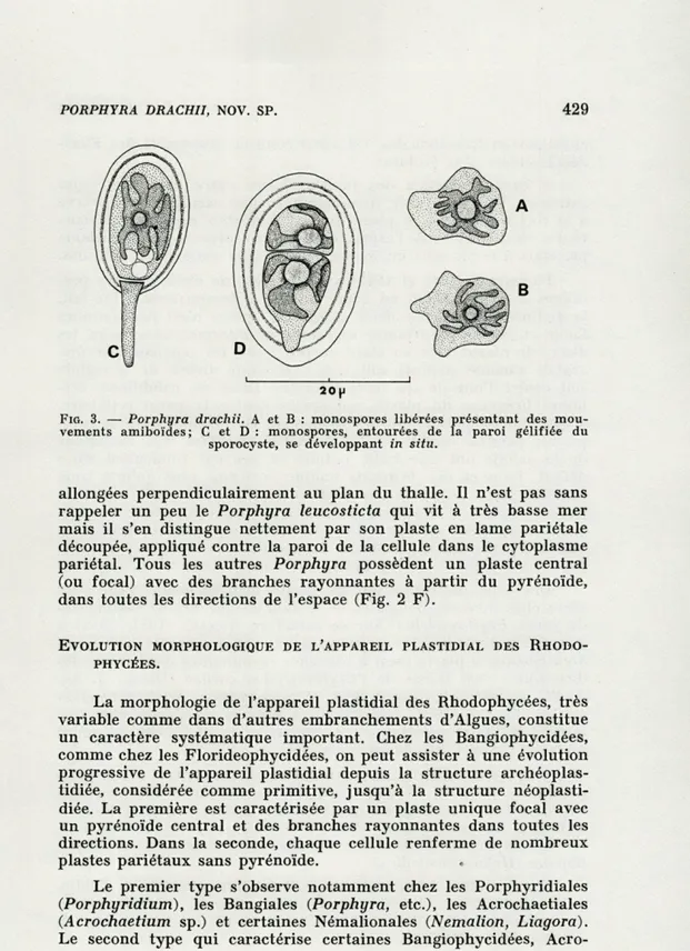 FIG.  3.   —   Porphyra  drachii.   A   et  B  :  monospores  libérées  présentant  des  mou- mou-vements  amiboïdes;  C  et  D  :  monospores,  entourées  de  la  paroi  gélifiée  du 