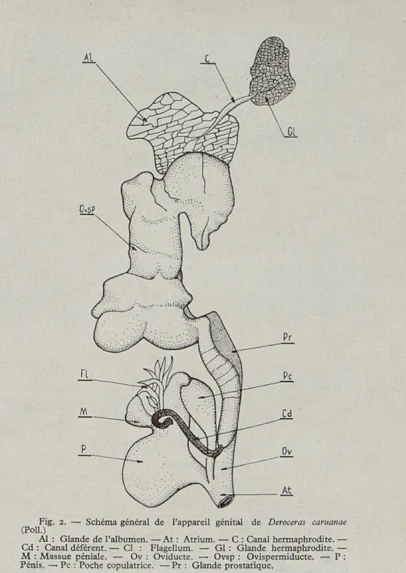 Fig.  2.  —  Schéma  général  de  l'appareil  génital  de  Deroceras  caruanae  (Poil.) 