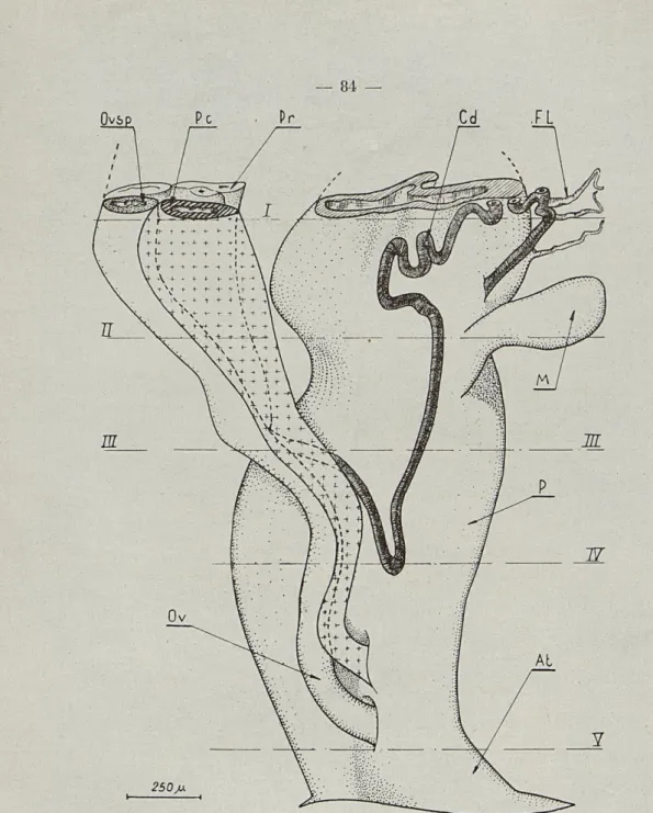 Fig-  3  —  Reconstitution  de [la  partie  antérieure  de  l'appareil  génital  de  Deroceras  caruanae  (Poil.) 