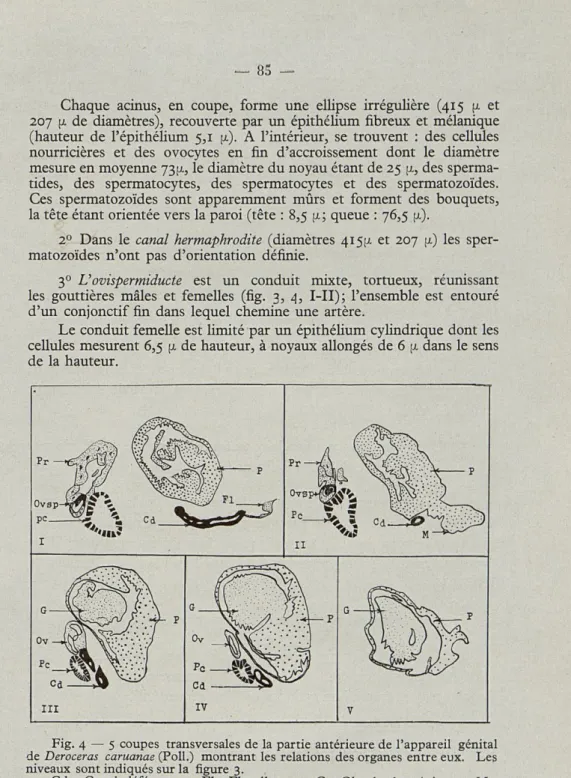 Fig.   4  —  5   coupes  transversales  de  la  partie  antérieure de  l'appareil  génital  de   Deroceras  caruanae  (Poil.)  montrant  les  relations  des organes  entre eux
