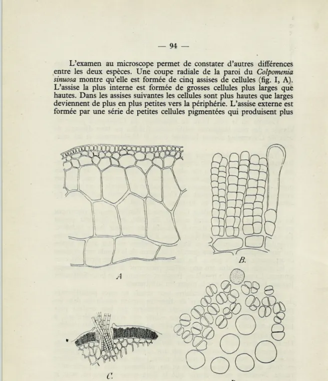 Fig.  i.  —  Colpomenia sinuosa (Mertens) Derbès et Solier.  —'A.  coupe  radiale  de  la  paroi  ( x  90)