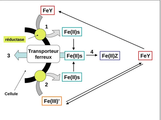 Figure  1  :  Présentation  du  modèle  Fe(II)s  présenté  par  Sahked  et  collaborateurs  (Shaked et al., 2005)