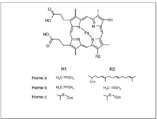 Figure  6  :  Représentation  chimique  de  différents  types  d’hèmes  répandus  dans  les  systèmes biologiques : hème a, hème b et hème c(Gledhill, 2007)