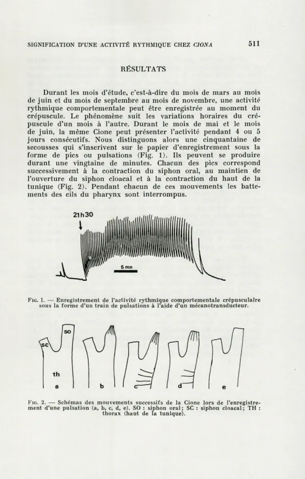 FIG.  1.   —  Enregistrement  de  l'activité  rythmique  comportementale  crépusculaire  sous  la  forme  d'un  train  de  pulsations  à  l'aide  d'un  mécanotransducteur