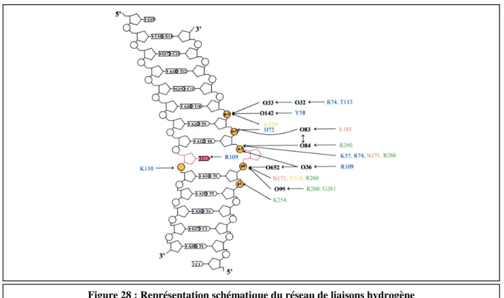 Figure 28 : Représentation schématique du réseau de liaisons hydrogène  entre P1GE2Q-LlFpg et l’ADN contenant un site THF