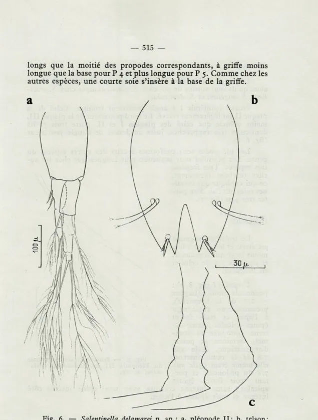 Fig.  6.   —   Salentinella  delamarei  n.  sp.;  a,  pléopode  II;  b,  telson; 