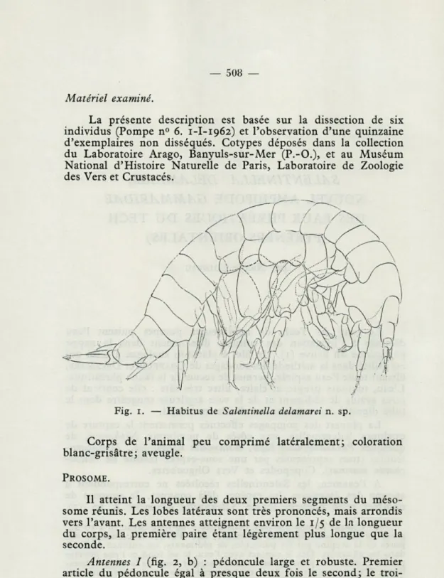 Fig.  1.  —  Habitus  de  Salentinella  delamarei  n.  sp. 