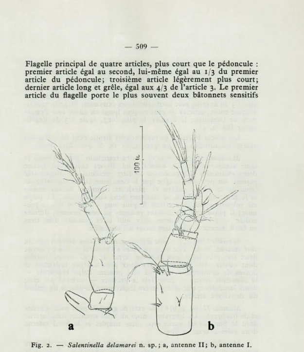 Fig.  2.   —   Salentinella  delamarei  n.  sp.;  a,  antenne  II;  b,  antenne  I. 