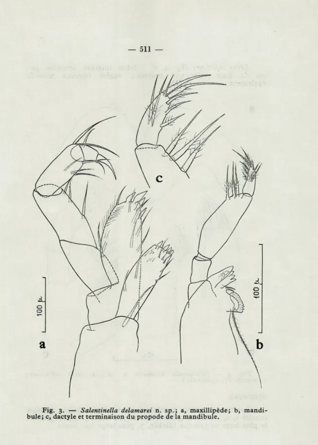 Fig.  3.  —  Salenlinella  delamarei  n.  sp.;  a,  maxillipède;  b,  mandi- mandi-bule;  c, dactyle  et terminaison du propode  de la  mandibule
