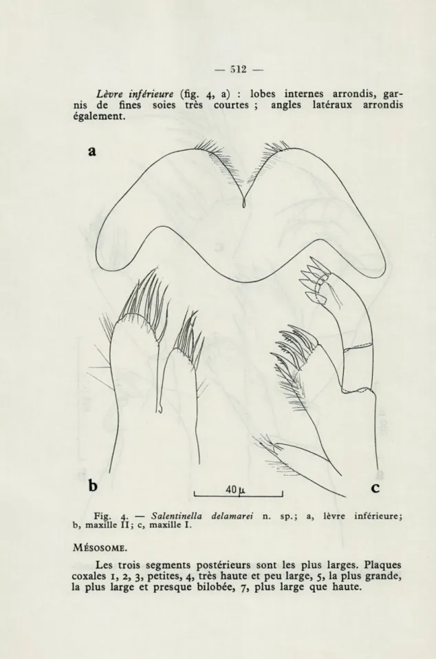 Fig.  4.  —  Salentinella  delamarei  n.  sp.;  a,  lèvre  inférieure; 
