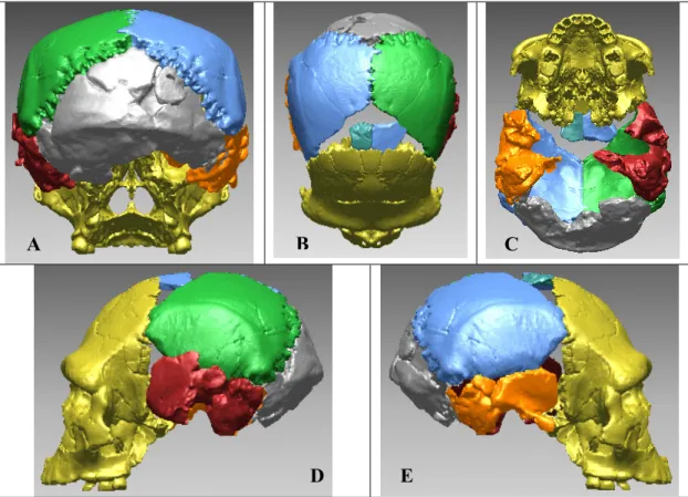 Figure 49 : Ajout de l’os occipital de Ceprano 1 à Arago 21-47. Différentes vues ; A :  postérieure ; B : supérieure ; C : inférieure; D : profil gauche ; E : profil droit