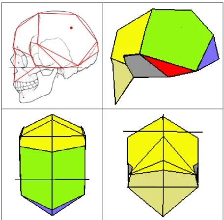 Figure 25 : Complexe Segmentaire Inter Points correspondant à la modélisation  tridimensionnelle du crâne avec 24 points de repères craniométriques