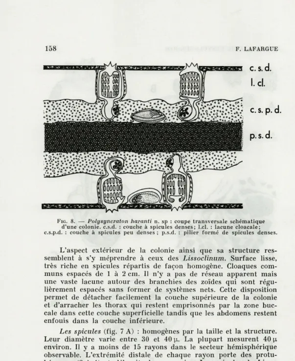 FIG.   8.   —   Polysyncraton  haranti  n.  sp  :  coupe  transversale  schématique  d'une  colonie,  c.s.d