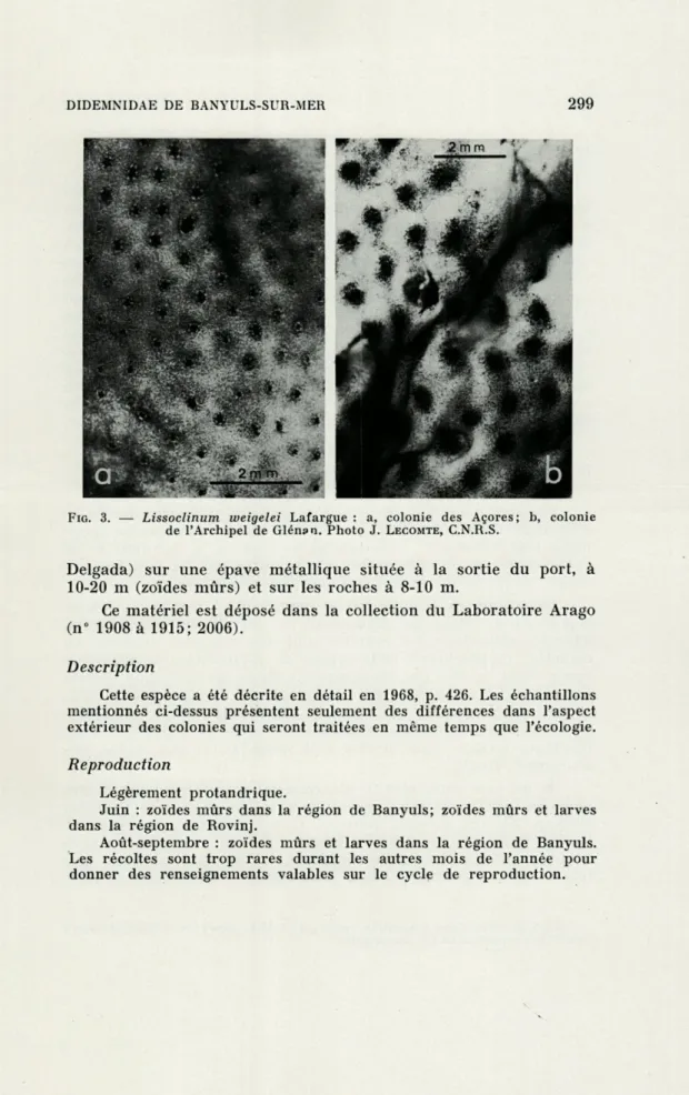 FIG.   3.  —  Lissoclinum  weigelei  Lafargue  :  a,  colonie  des  Açores;  b,  colonie  de  l'Archipel  de  Glénsn