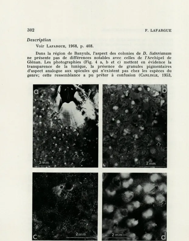 FIG.  4.   —  Diplosoma  listerianum  (Milne  Edwards)  colonie  fixée  sur  moule  :  a,  forme  typique,  zoïdes  et  larve  (flèche)  visibles  par  transparence;  b,  détail  de  a  ;  c,  forme  à  granulations  pigmentaires,  Copépode  cyclopoïde  vu